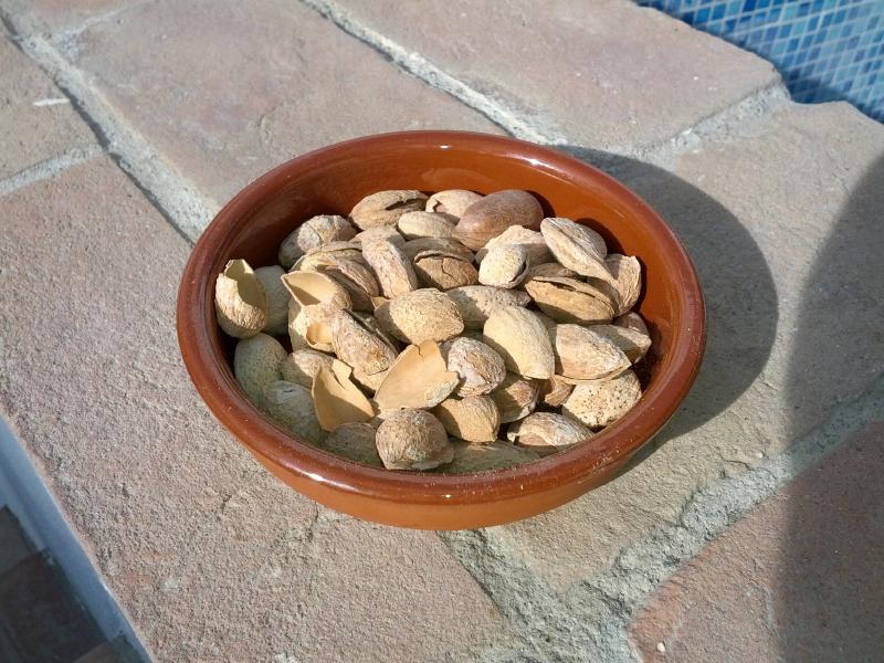 Delicious almonds roasted in the shell