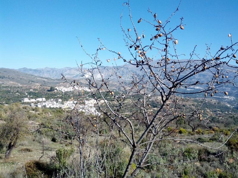 An almond tree in the Sierra Nevada area in Spain in January.