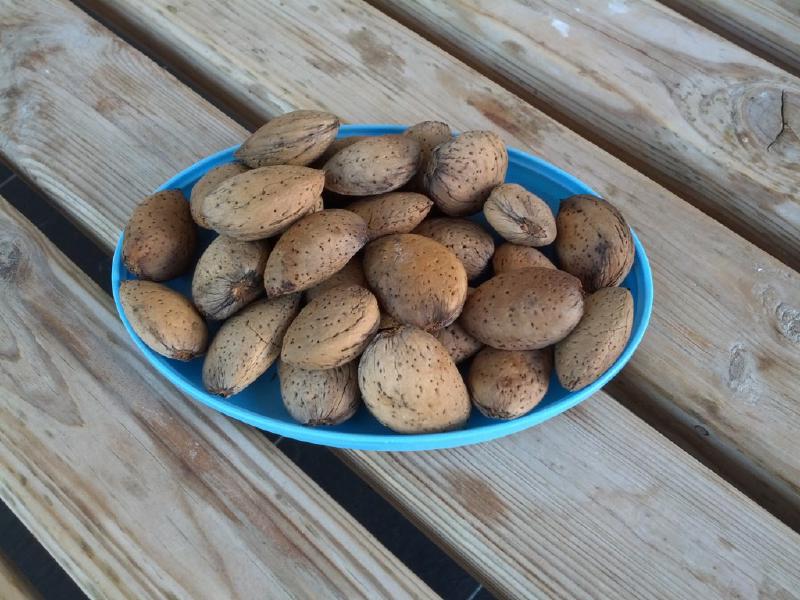 Almonds fresh from the tree